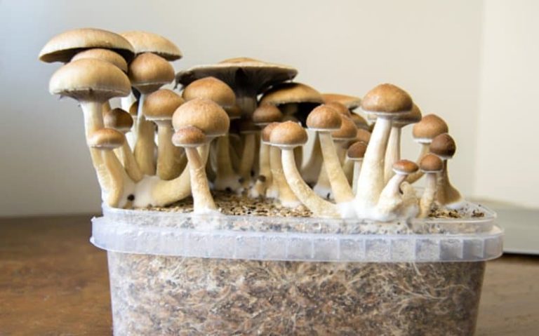Guide to Magic Mushrooms